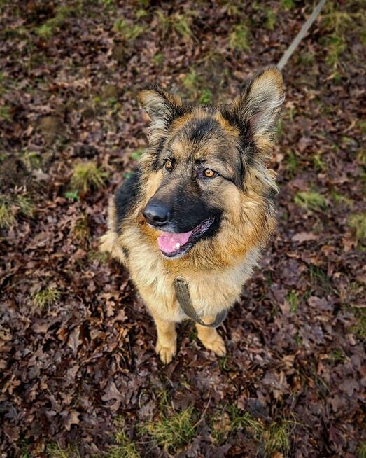 Niesamowicie piękny, charakterny pies do doświadczonego domu