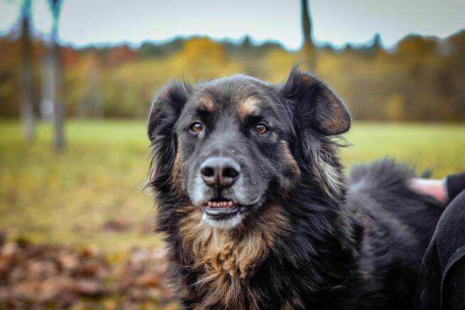 Clyde - średniej wielkości psiak czeka na odpowiedzialny dom