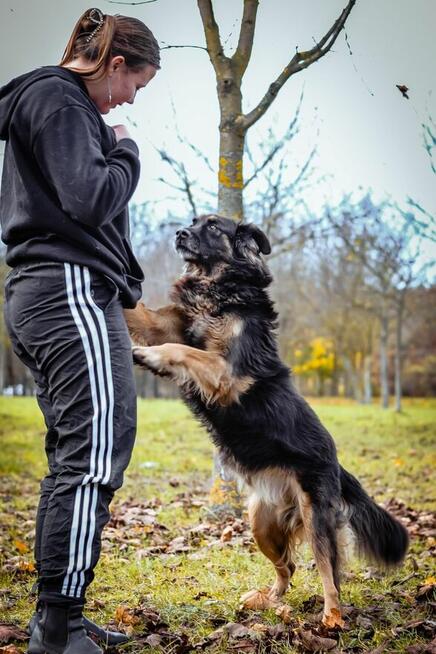 Clyde - średniej wielkości psiak czeka na odpowiedzialny dom