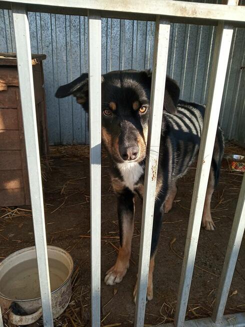 Turbo kontaktowy, energiczny pies czeka na swojego człowieka