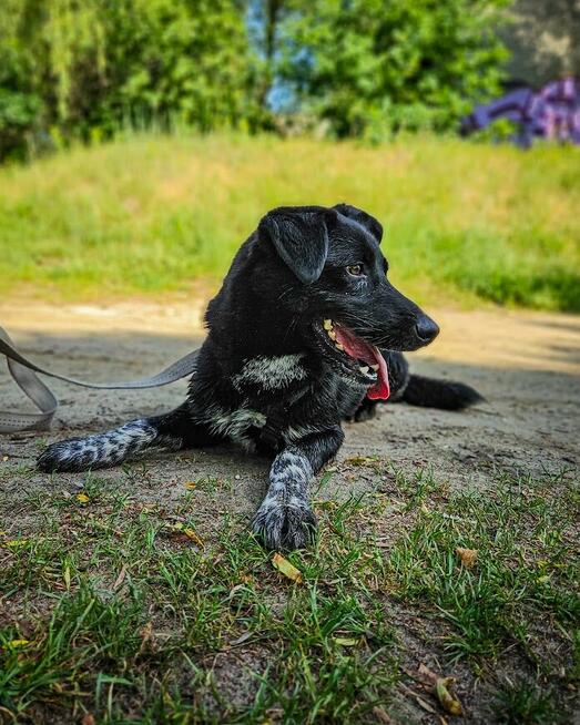 Delikatny, ciekawski, młody pies szuka aktywnego domu! :)