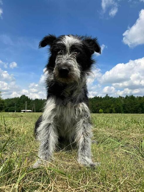 Stella-wyjątkowej urody suczka czeka na cierpliwy dom