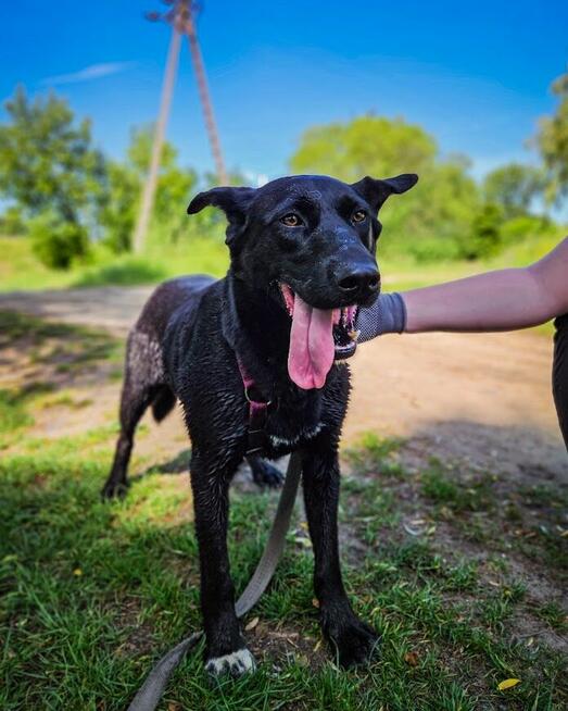 Majestatyczny, turbo aktywny, młody psiak do adopcji!