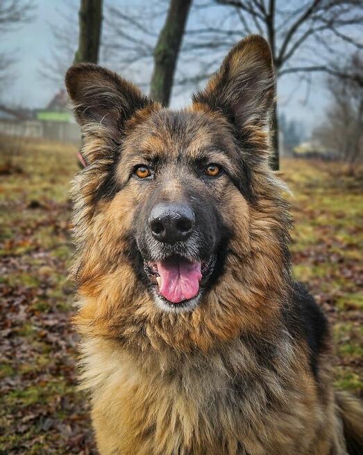 Niesamowicie piękny, charakterny pies do doświadczonego domu