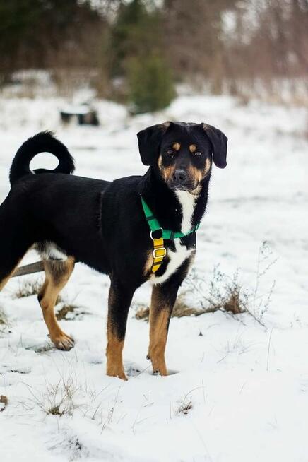 Energiczny, bardzo proludzki Benji pilnie szuka domu!