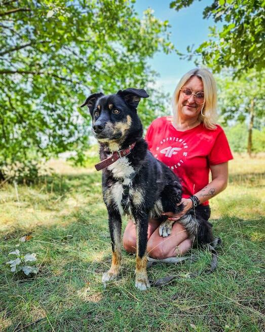 Turbo kontaktowy, energiczny pies czeka na swojego człowieka