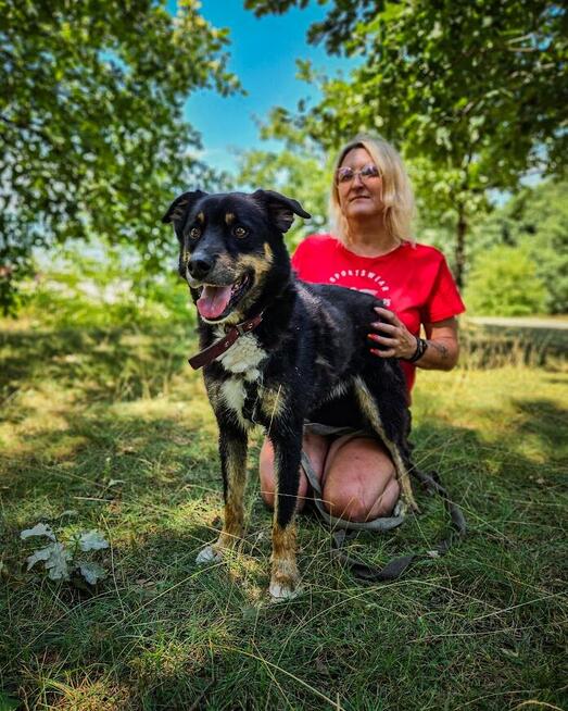 Turbo kontaktowy, energiczny pies czeka na swojego człowieka