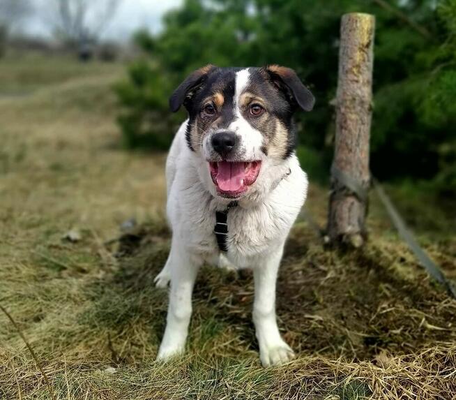 Przekochany, otwarty, absolutnie proludzki pies do adopcji!