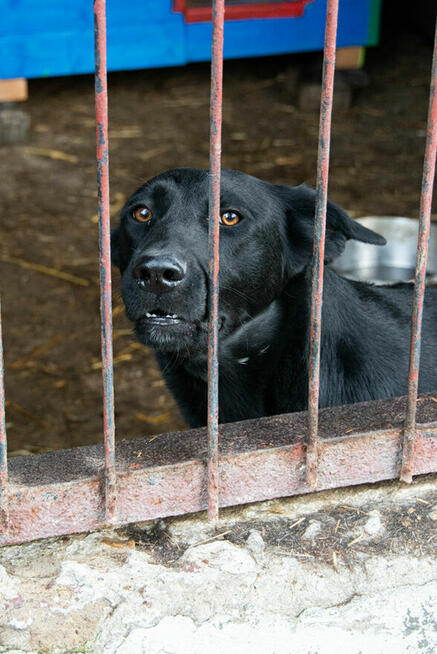 Majestatyczny, turbo aktywny, młody psiak do adopcji!