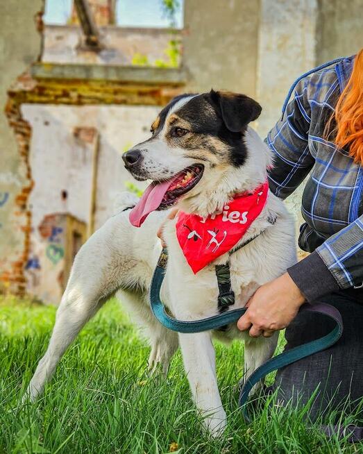 Przekochany, otwarty, absolutnie proludzki pies do adopcji!