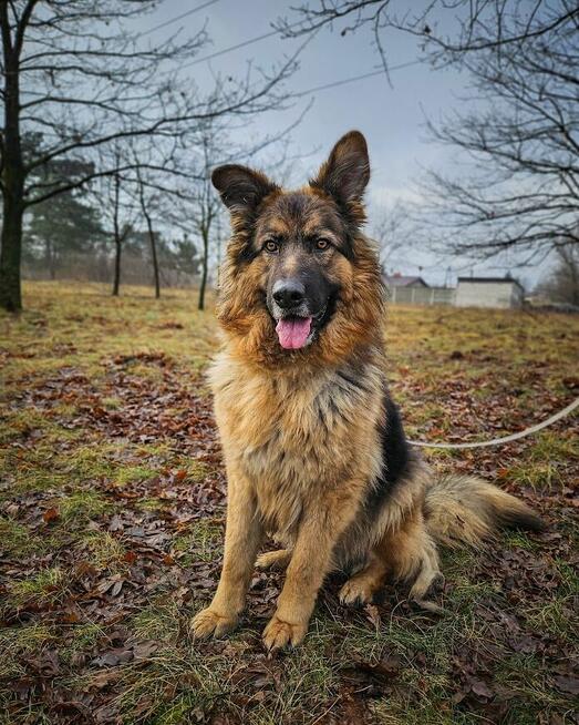 Niesamowicie piękny, charakterny pies do doświadczonego domu
