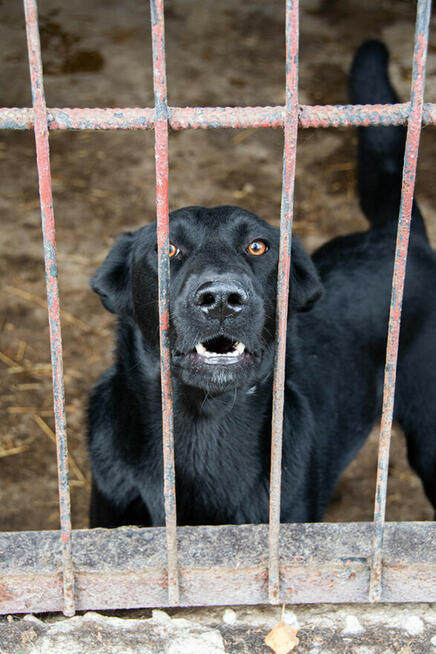 Majestatyczny, turbo aktywny, młody psiak do adopcji!
