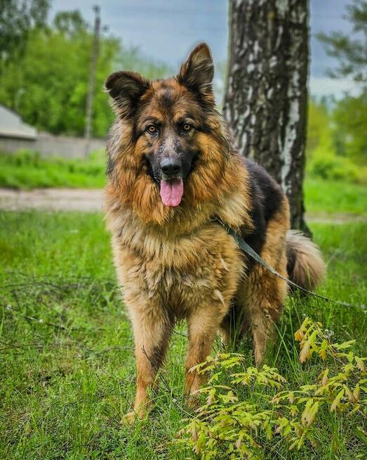 Niesamowicie piękny, charakterny pies do doświadczonego domu