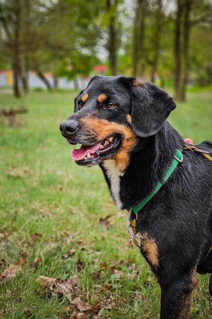 Energiczny, bardzo proludzki Benji pilnie szuka domu!