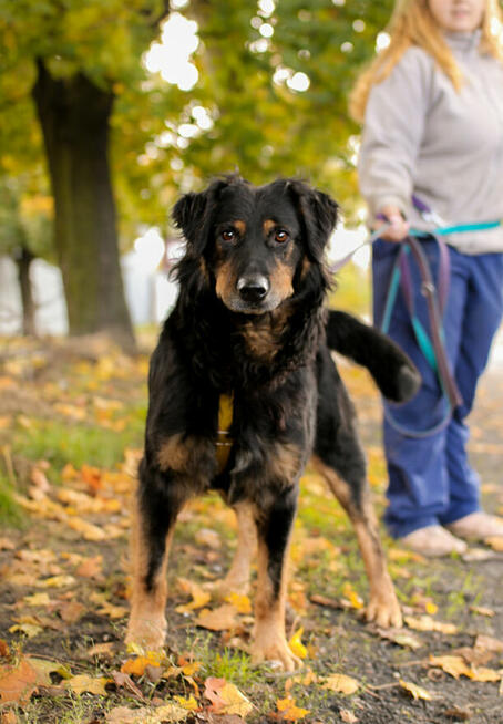 Bardzo delikatny, niesamowicie proludzki Clifford szuka domu