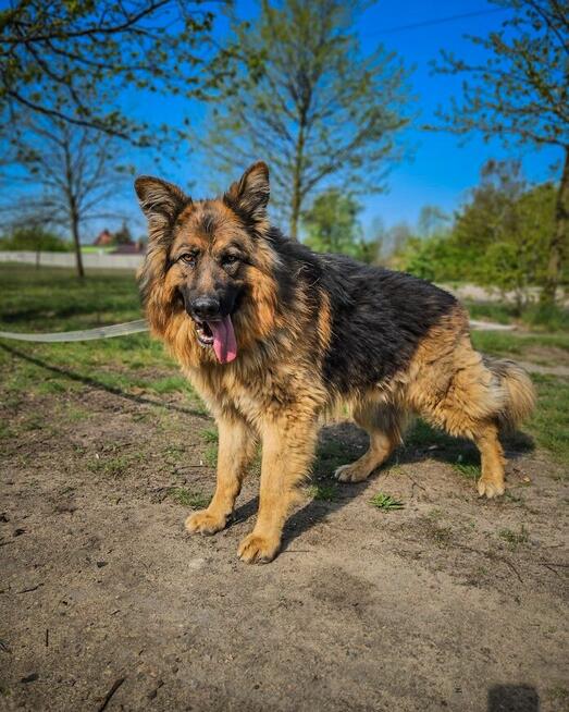 Niesamowicie piękny, charakterny pies do doświadczonego domu