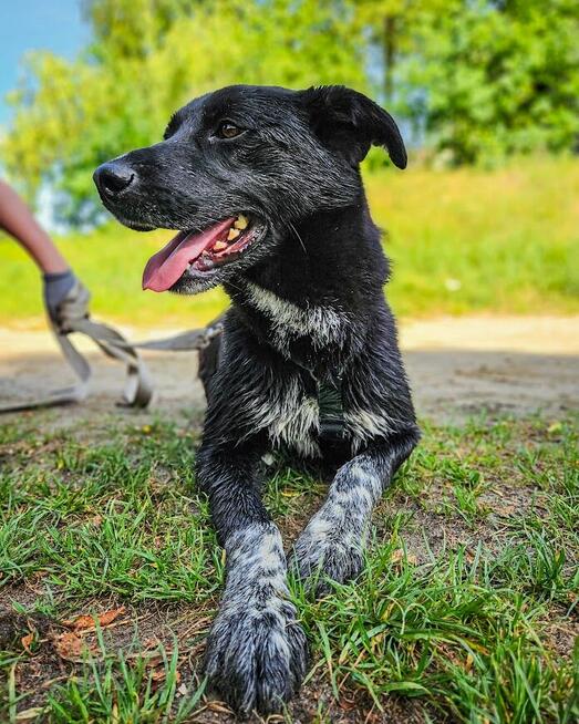 Delikatny, ciekawski, młody pies szuka aktywnego domu! :)