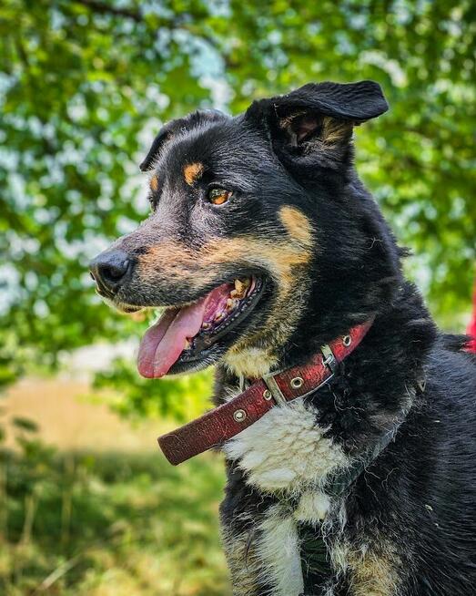 Turbo kontaktowy, energiczny pies czeka na swojego człowieka
