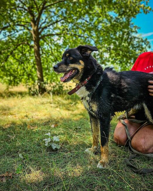 Turbo kontaktowy, energiczny pies czeka na swojego człowieka