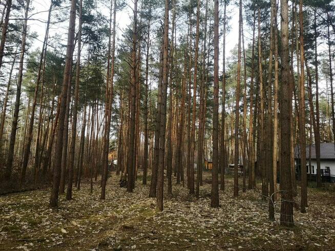 Zadrzewiona działka budowlana w Zofiówce, gm.Tuszyn