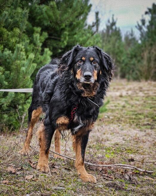 Bardzo delikatny, niesamowicie proludzki Clifford szuka domu