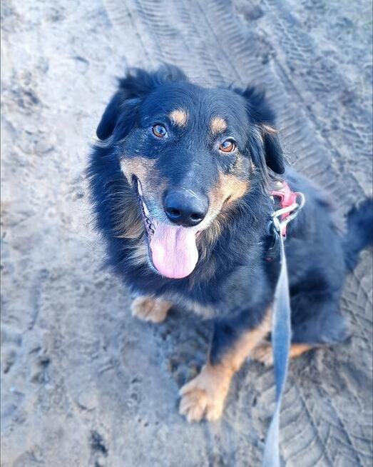 Bardzo delikatny, niesamowicie proludzki Clifford szuka domu