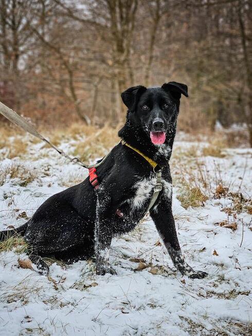 Delikatny, ciekawski, młody pies szuka aktywnego domu! :)