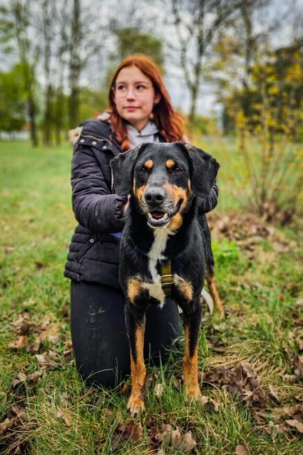 Energiczny, bardzo proludzki Benji pilnie szuka domu!