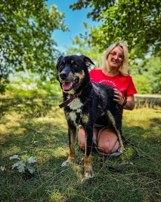 Turbo kontaktowy, energiczny pies czeka na swojego człowieka