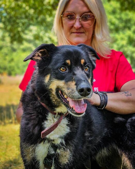Turbo kontaktowy, energiczny pies czeka na swojego człowieka