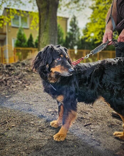 Bardzo delikatny, niesamowicie proludzki Clifford szuka domu