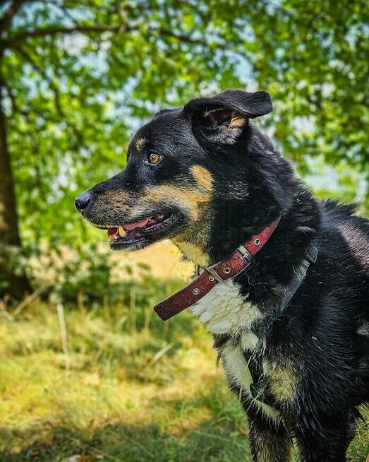 Turbo kontaktowy, energiczny pies czeka na swojego człowieka