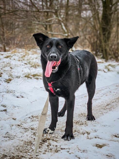 Majestatyczny, turbo aktywny, młody psiak do adopcji!