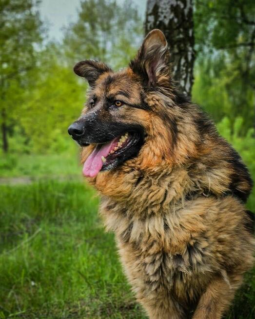 Niesamowicie piękny, charakterny pies do doświadczonego domu