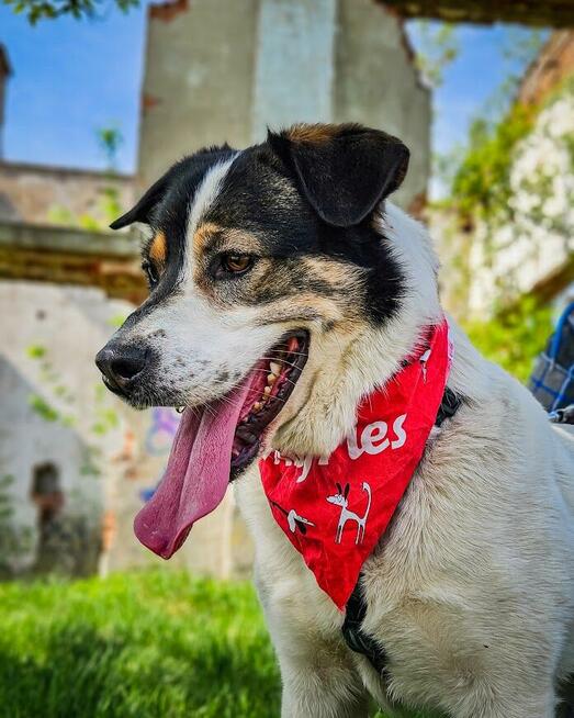 Przekochany, otwarty, absolutnie proludzki pies do adopcji!