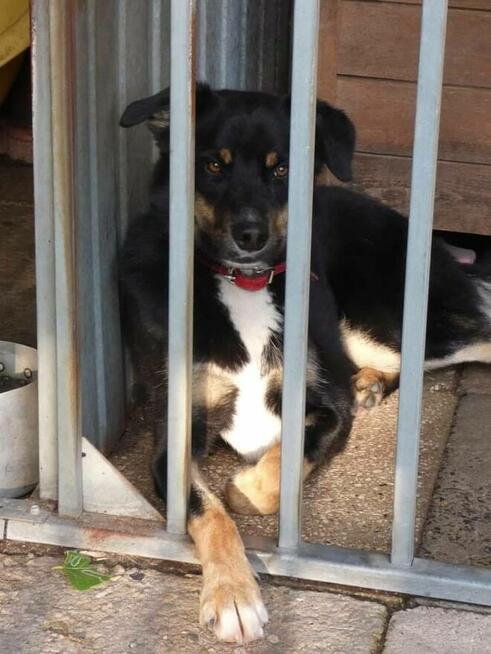 Turbo kontaktowy, energiczny pies czeka na swojego człowieka