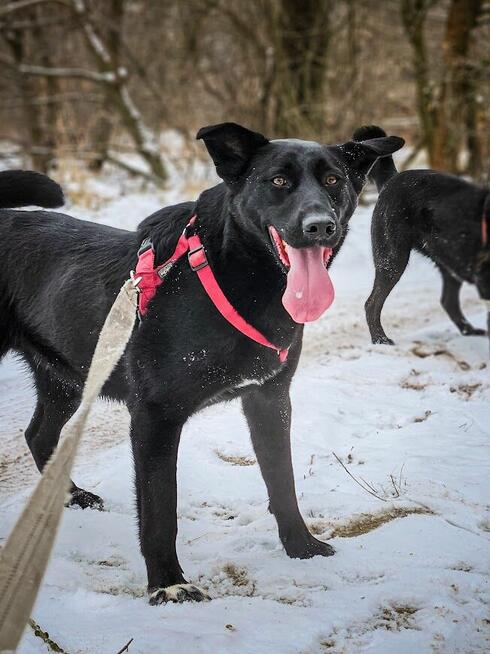 Majestatyczny, turbo aktywny, młody psiak do adopcji!