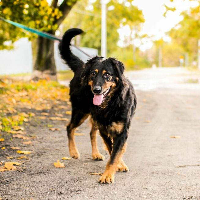 Bardzo delikatny, niesamowicie proludzki Clifford szuka domu