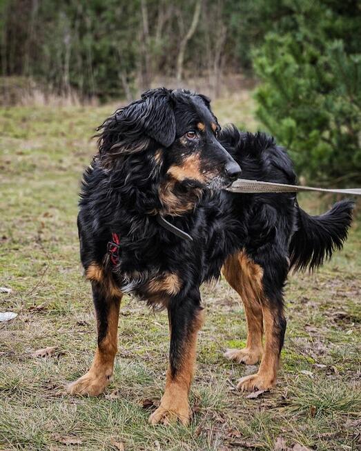 Bardzo delikatny, niesamowicie proludzki Clifford szuka domu