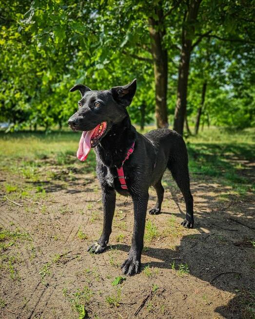 Majestatyczny, turbo aktywny, młody psiak do adopcji!
