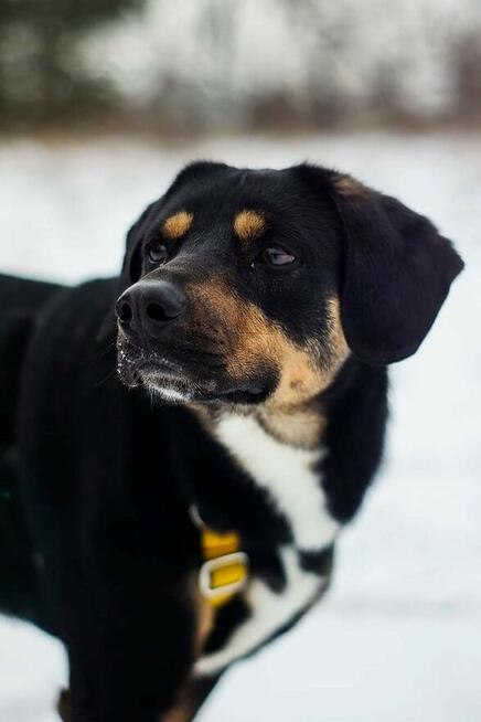 Energiczny, bardzo proludzki Benji pilnie szuka domu!