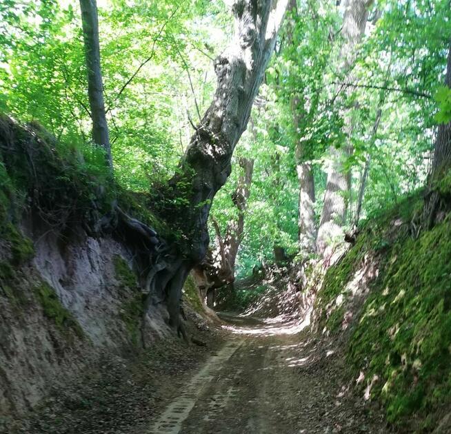 Przepiękna dz.budowlana k. Janowca/Kaziemierza Dolnego