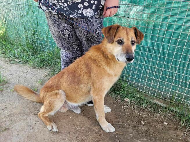 Delikatny, pokorny WICEK szuka domu !! Do adopcji !!