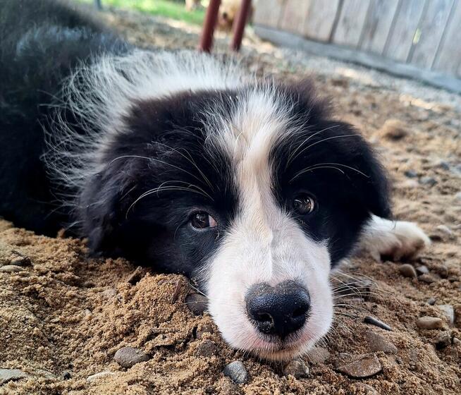Border Collie FCI, suczki