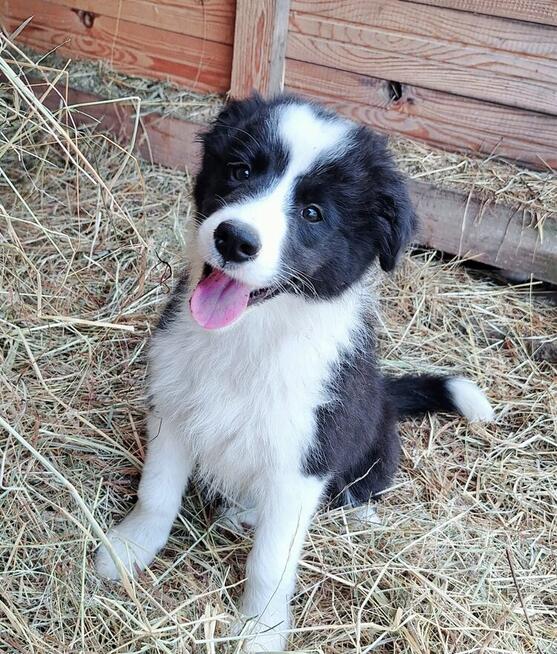 Border Collie FCI, suczki