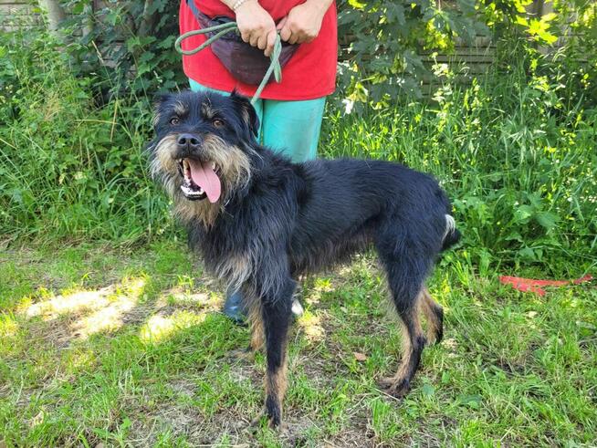 Młody, radosny FIFI w typie teriera szuka domu !!