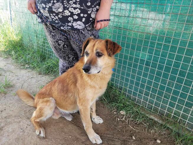 Delikatny, pokorny WICEK szuka domu !! Do adopcji !!