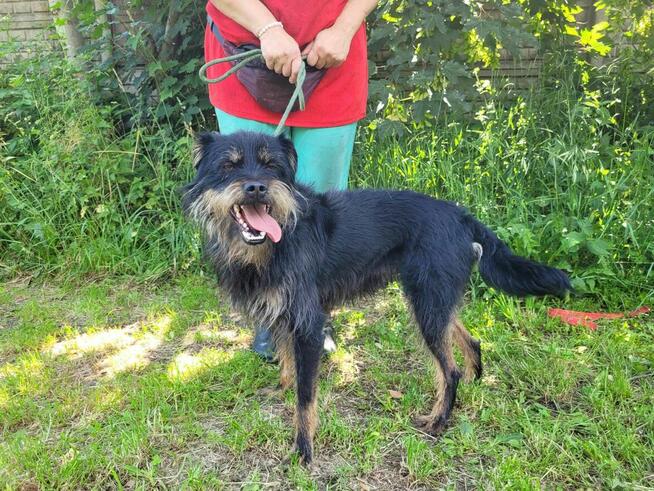 Młody, radosny FIFI w typie teriera szuka domu !!