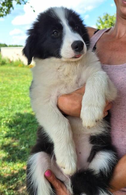 Border Collie FCI, suczki