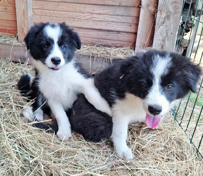 Border Collie FCI, suczki